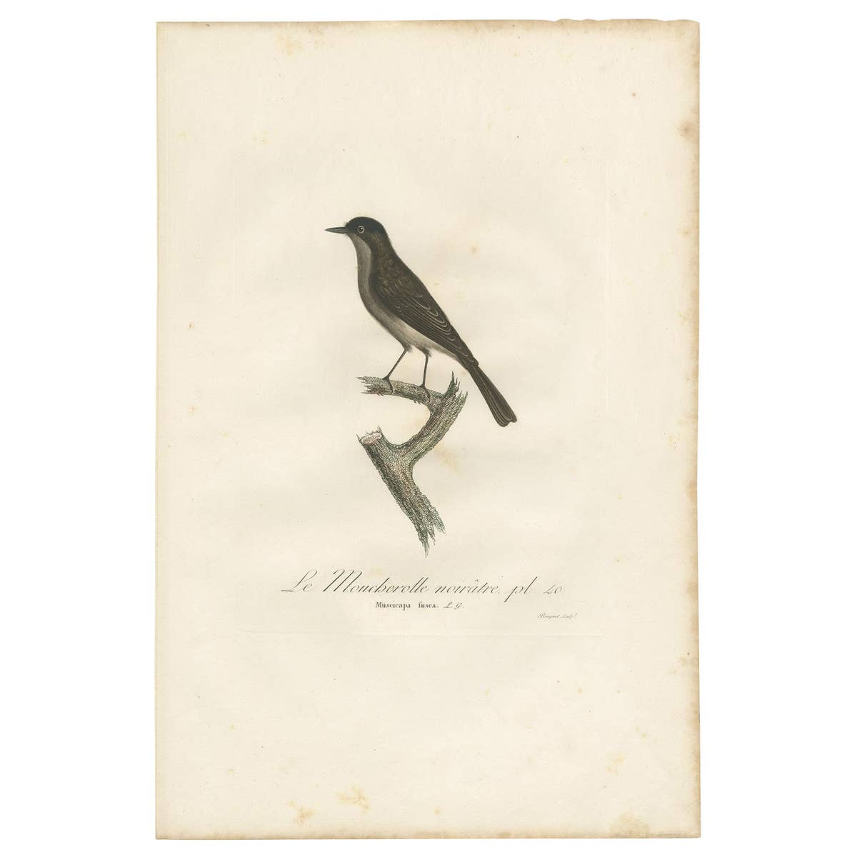 Antique Bird Print of a Peewee Flycatcher by Vieillot, 1807