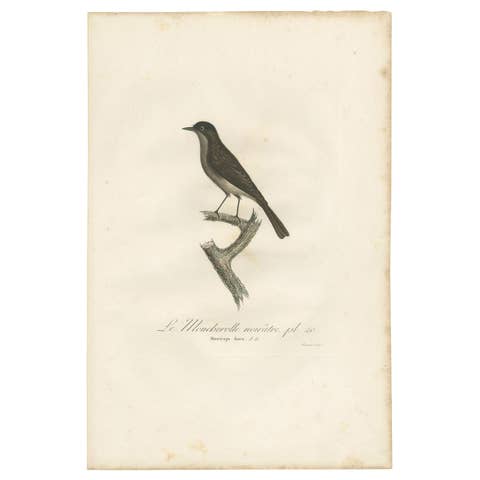 Antique Bird Print of a Peewee Flycatcher by Vieillot, 1807