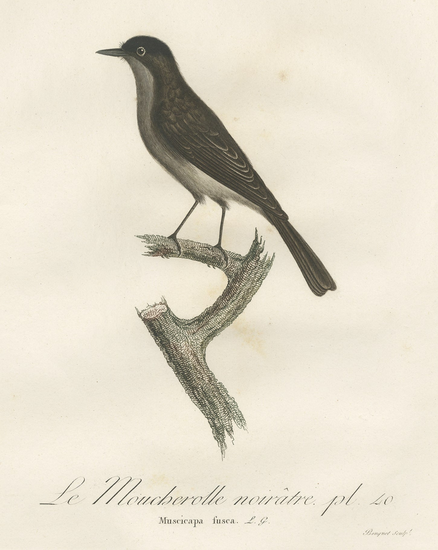 Antiker antiker Vogeldruck eines Peewee Flycatchers von Vieillot, 1807