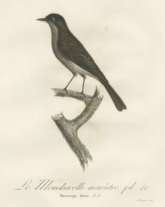Antique Bird Print of a Peewee Flycatcher by Vieillot, 1807