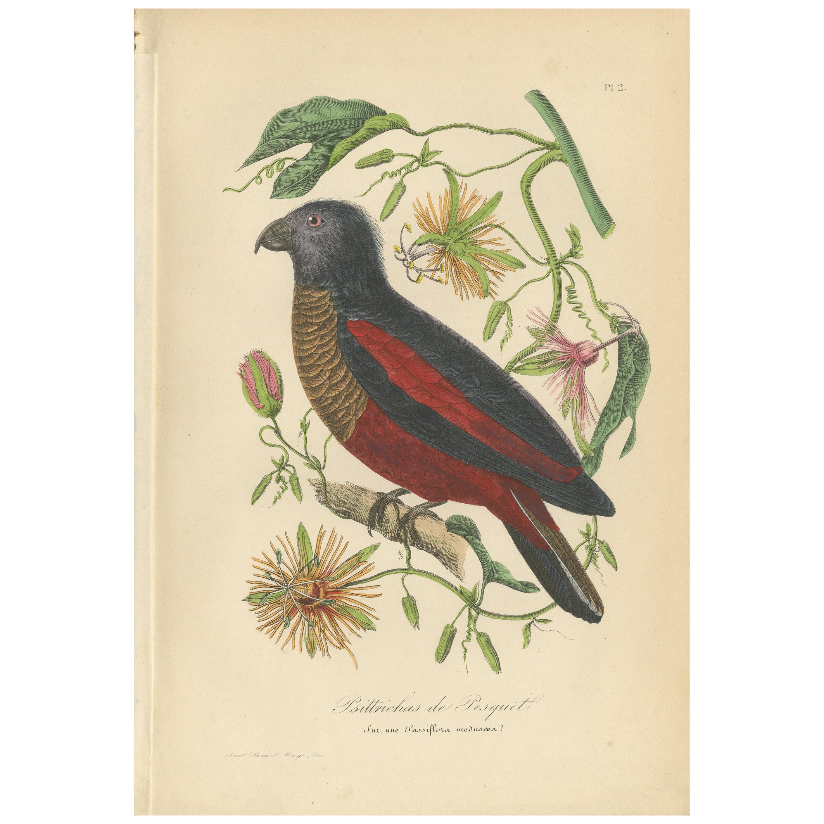 Impression oiseau ancienne d'un perroquet, colorée à la main, 1853