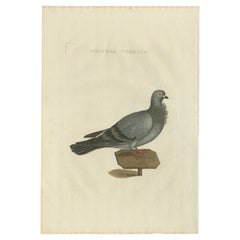 Antiker antiker Vogeldruck eines Schweins von Sepp & Nozeman, 1829