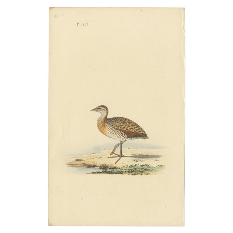 Impression ancienne d'un Plover d'oiseau, c.1840