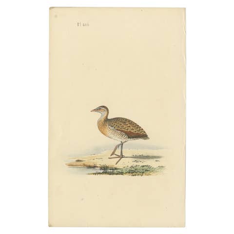 Antique Bird Print of a Plover, c.1840