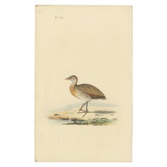 Grabado antiguo de un chorlito, c.1840