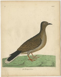 Antique Bird Print of a Portugal Dove