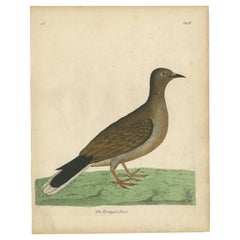 Antike Vogel Druck eines Portugal Taube