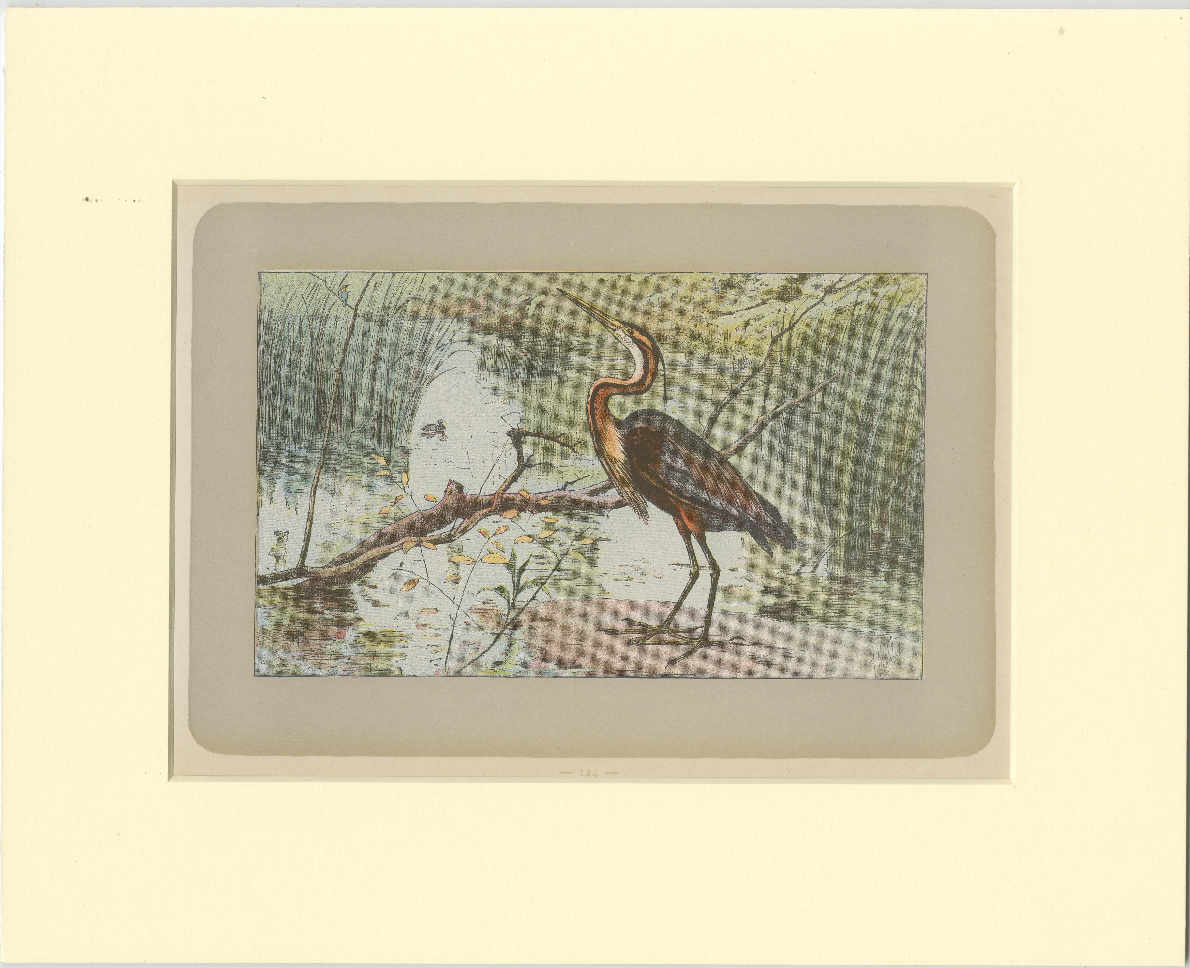 Antique bird print of a purple heron. This print originates from 'Les Chiens. Le Gibier et ses Ennemis' by P. Mahler. Saint-Étienne, Mimard & Blachon, 1907. 

Passepartout / matting included.