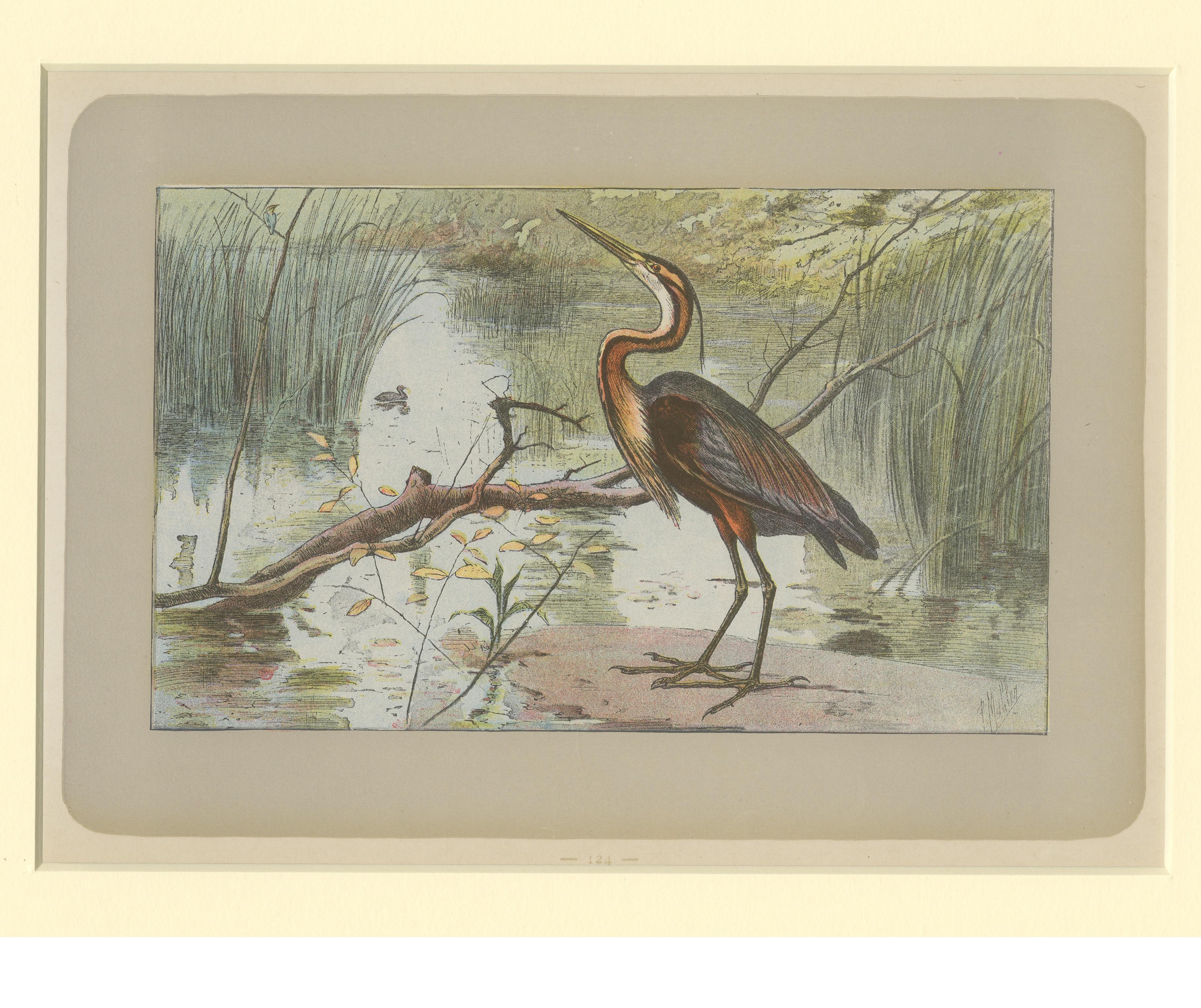 Antique Bird Print of a Purple Heron In Good Condition For Sale In Langweer, NL
