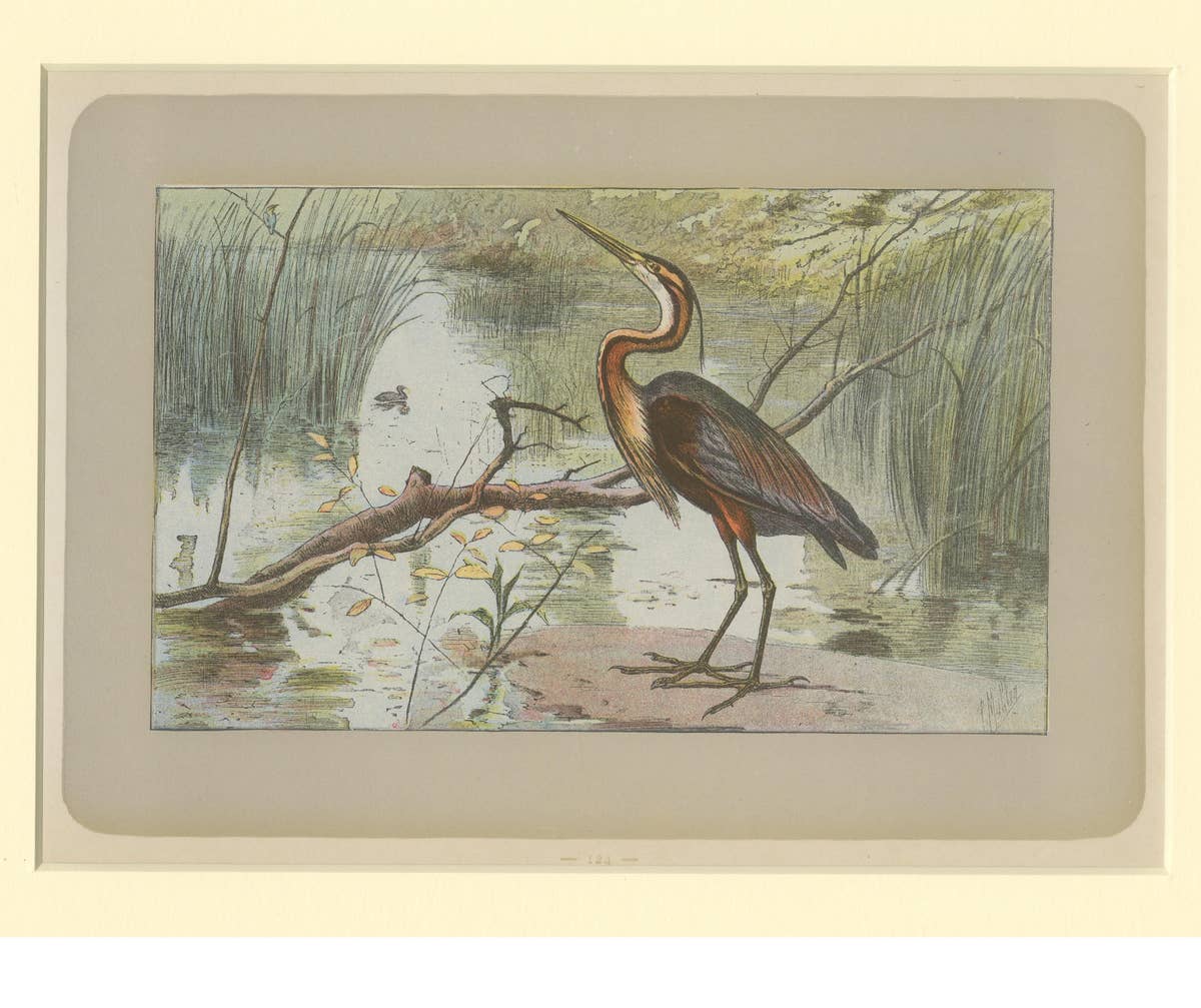 Antique Bird Print of a Purple Heron
