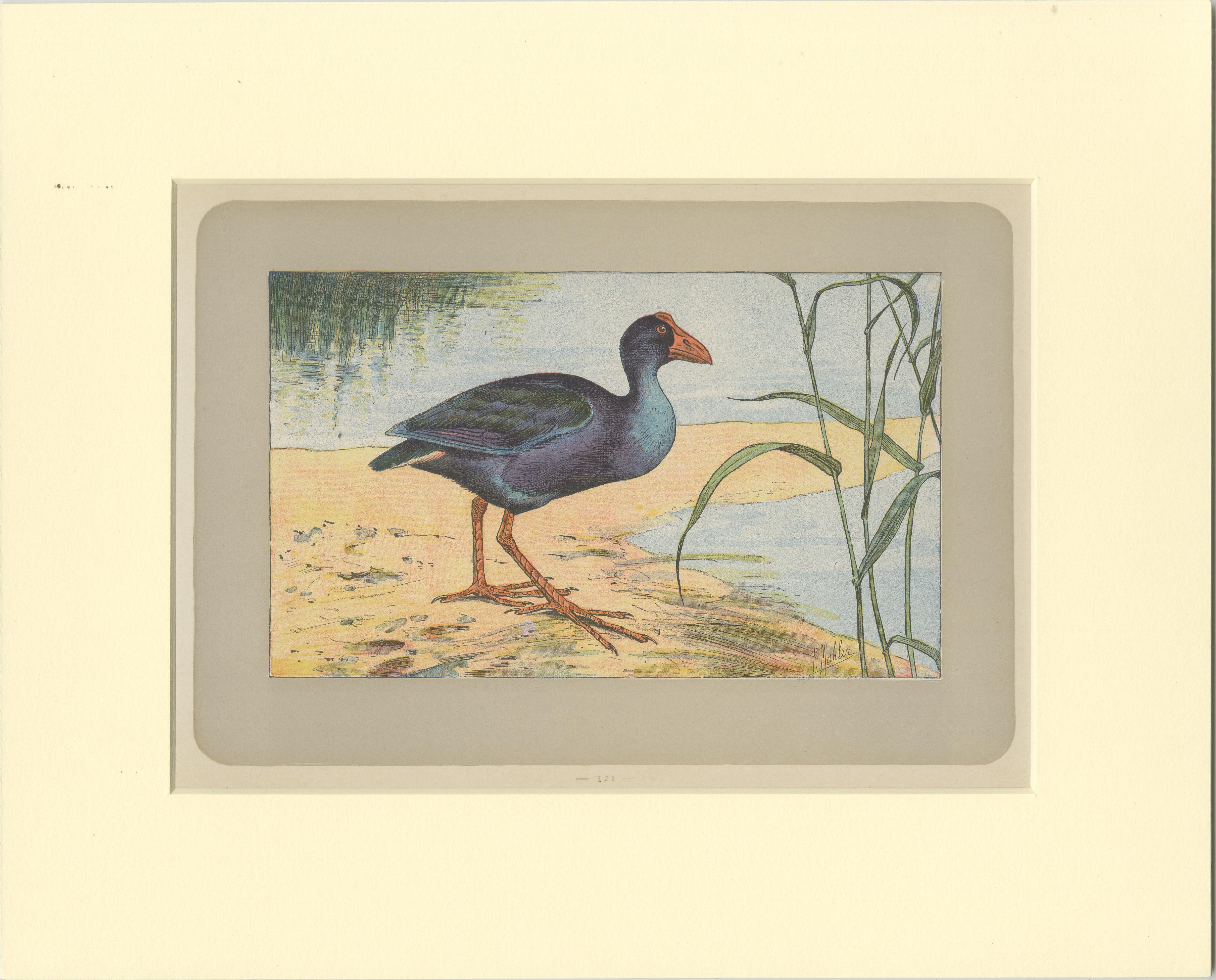 Antique bird print of a purple swamphen. This print originates from 'Les Chiens. Le Gibier et ses Ennemis' by P. Mahler. Saint-Étienne, Mimard & Blachon, 1907. 

Passepartout / matting included.