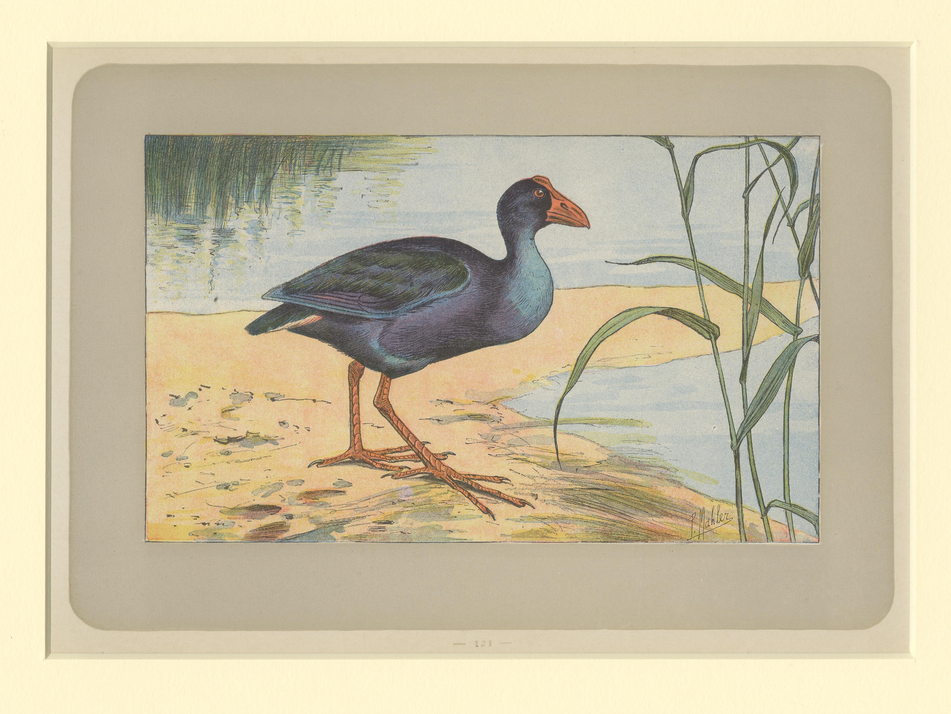 Estampa antigua de pájaros de un Swamphen púrpura en Bueno estado para la venta en Langweer, NL