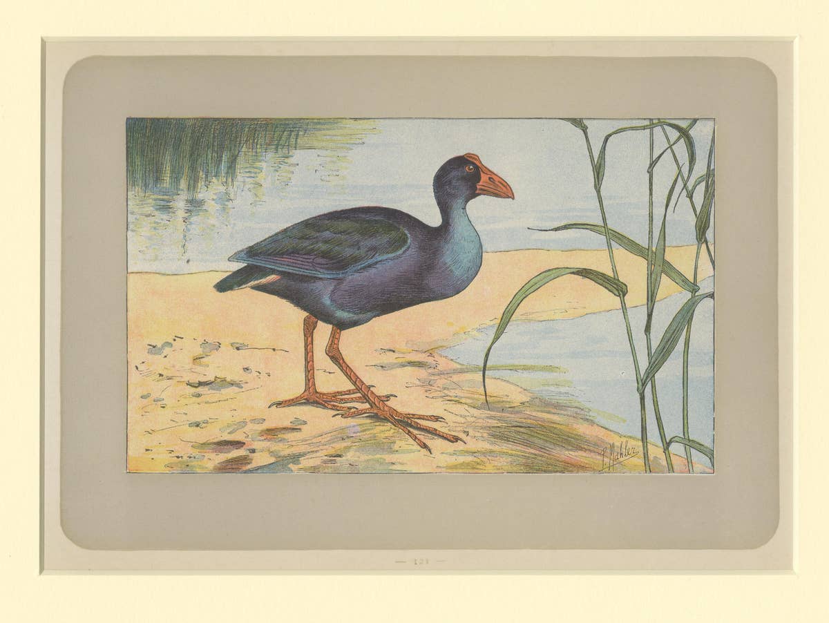 Antique Bird Print of a Purple Swamphen