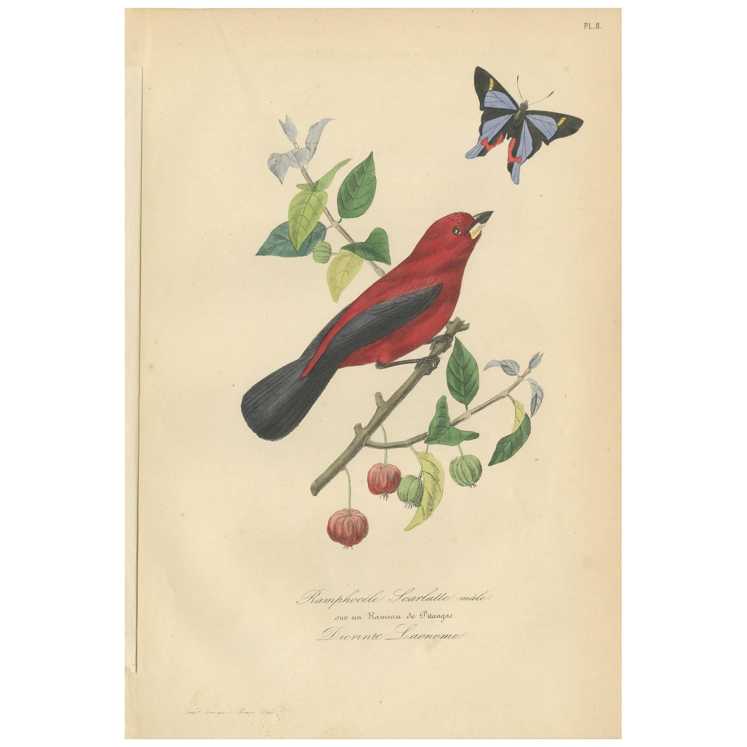 Impression ancienne d'oiseau d'un ramphocèle et d'un papillon, 1853 en vente