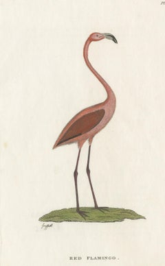Antique Bird Print of a Red Flamingo by Shaw, 1824