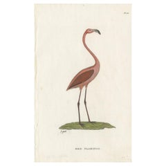 Gravure ancienne d'oiseau d'un flamant rouge par Shaw:: 1824