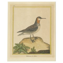 Impression oiseau antique d'une corde de cheminée à col rouge par Martinet, vers 1800