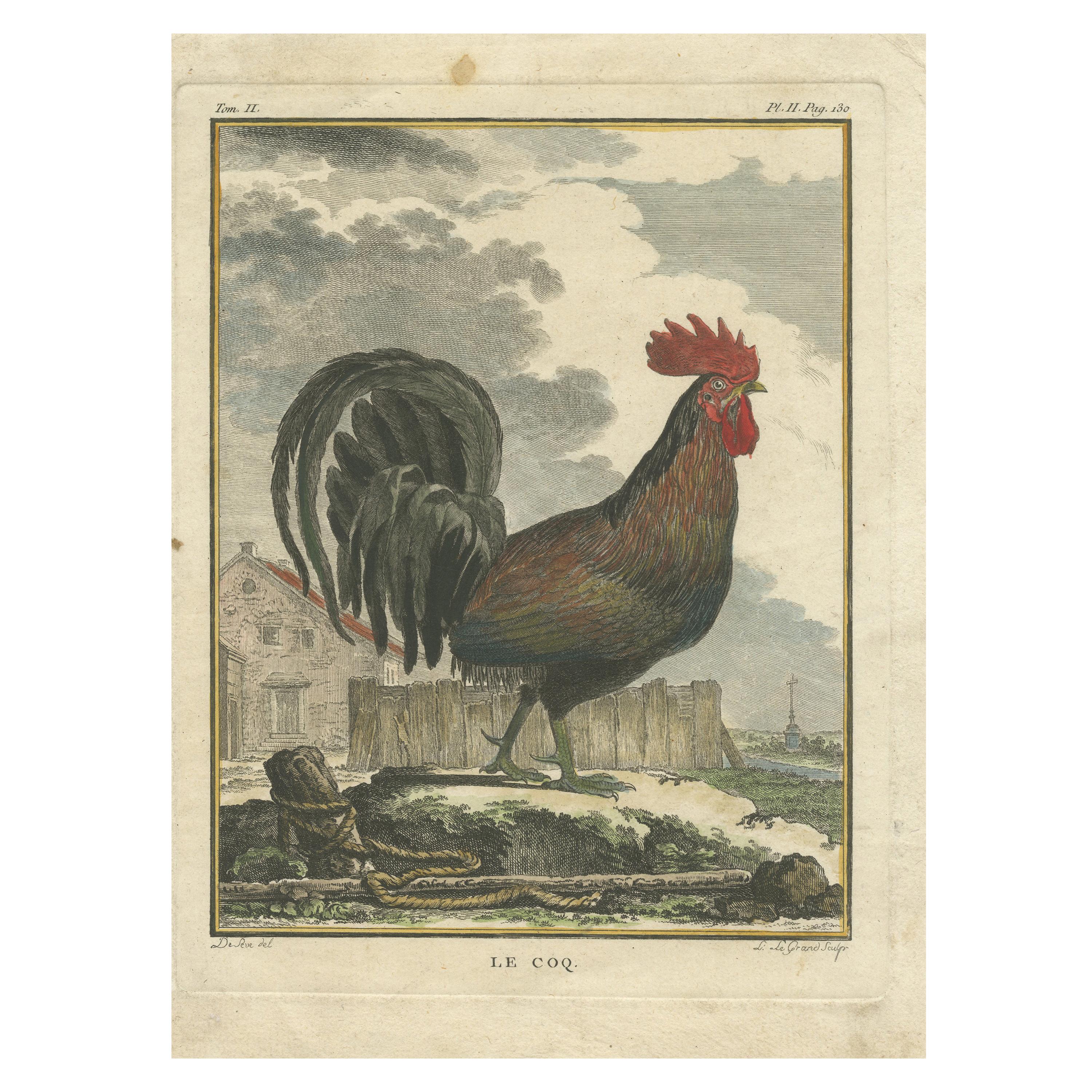 Impression oiseau ancienne d'un coq coloré à la main par Buffon, vers 1780 en vente