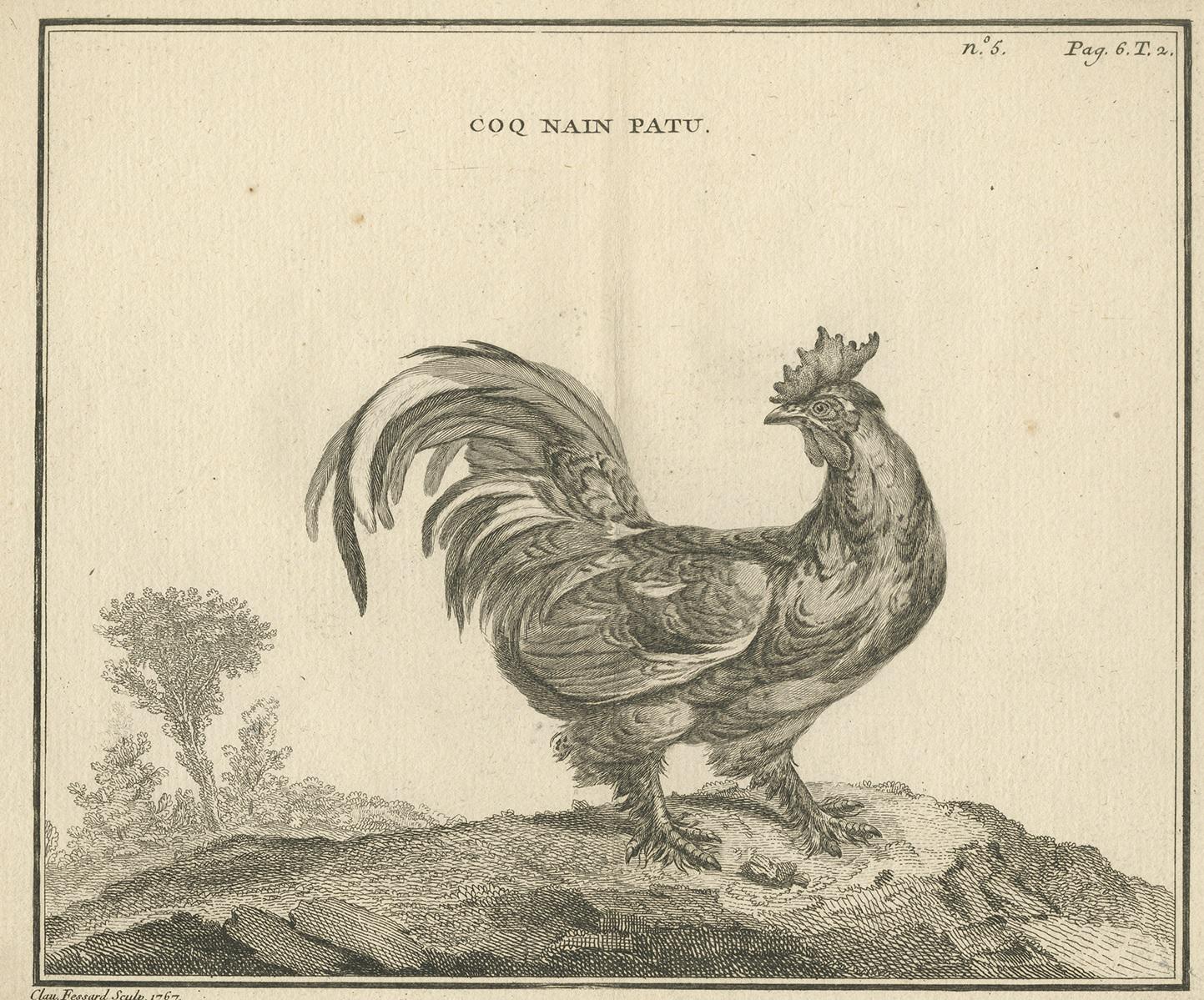 Antique print titled 'Coq nain Patu'. Copper engraving of a rooster. This print originates from 'Handboek der genees- en verloskunde van het vee (..)' by A. Numan. Published by R.J. Schierbeek, 1819. Engraved by C. Fessard.