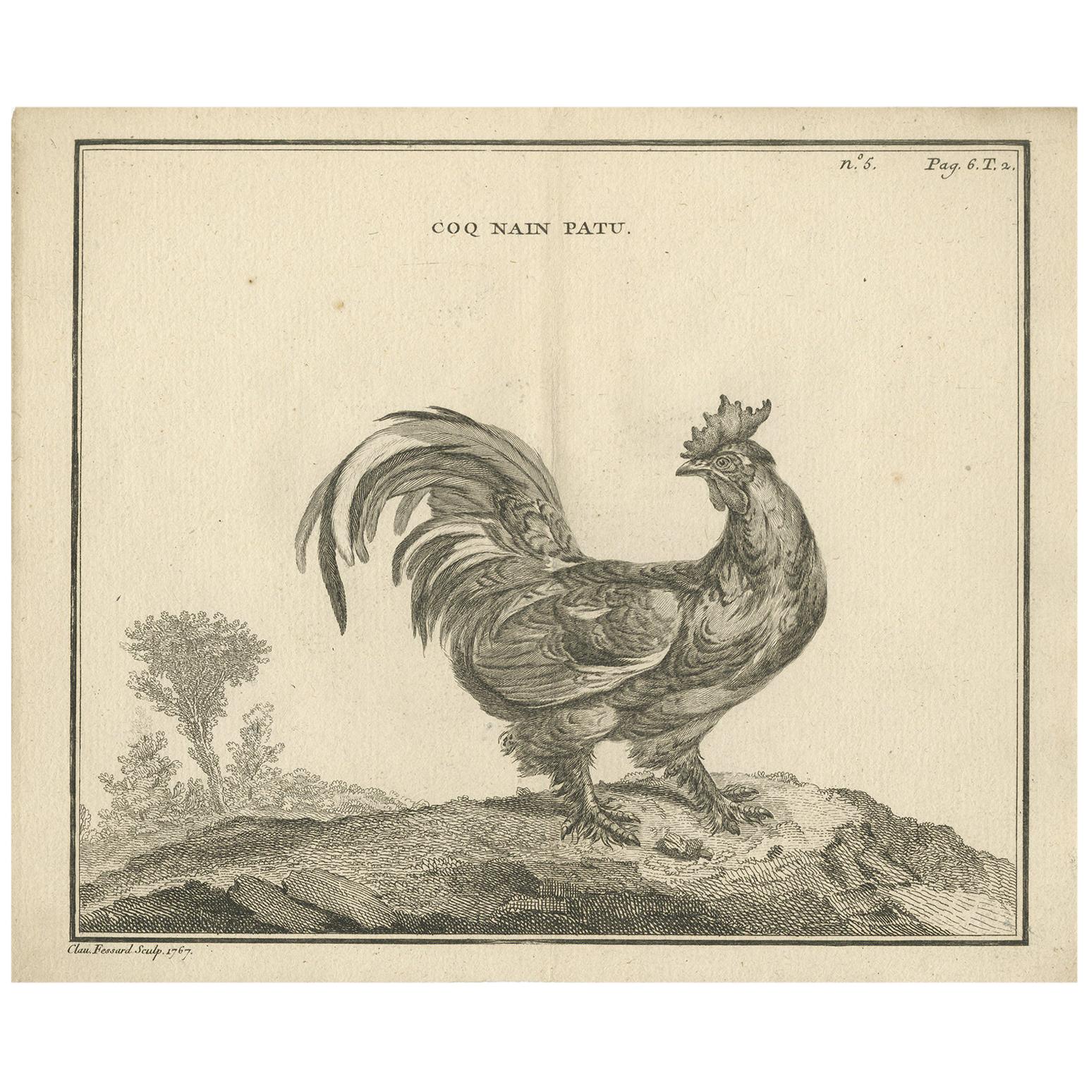 Antique Bird Print of a Rooster by Fessard, 1819 For Sale