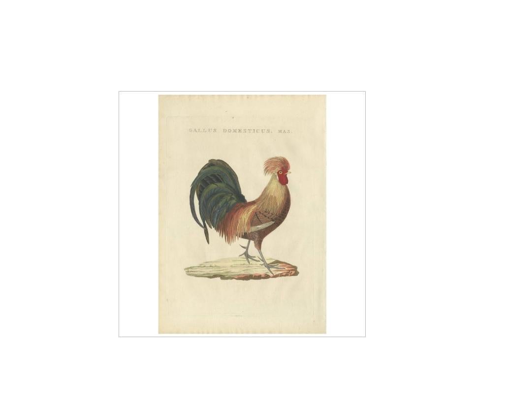 Antiker Druck mit dem Titel 'Gallus Domesticus Mas'. Das Huhn (Gallus gallus domesticus) ist eine domestizierte Hühnerart, eine Unterart des roten Dschungelhuhns. Es ist eines der häufigsten und am weitesten verbreiteten Haustiere, denn es gibt mehr