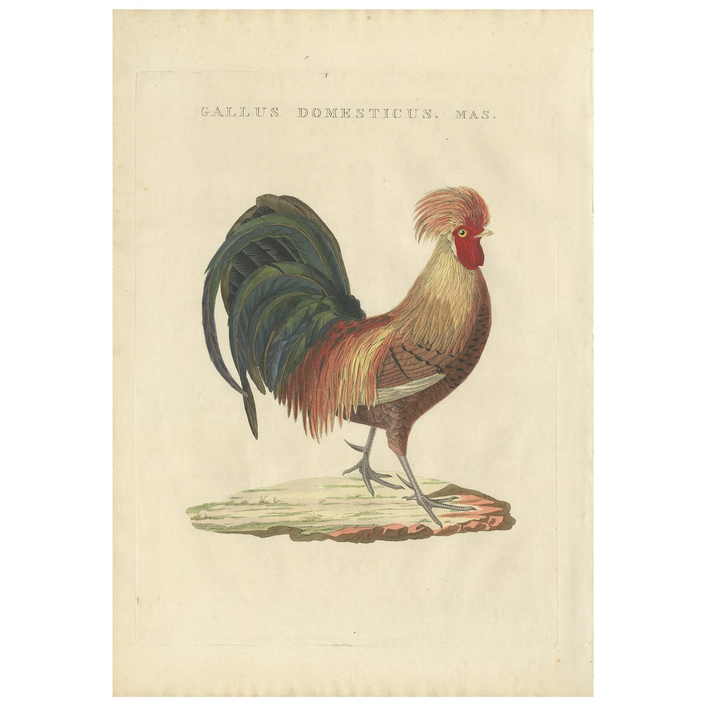 Antique Bird Print of a Rooster by Sepp & Nozeman, 1829 For Sale