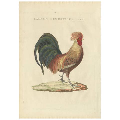 Rooster – Gallus Domesticus Mas – Antique Poultry Print by Sepp & Nozeman c.1829
