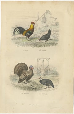Antique Bird Print of a Rooster, Hen, Turkey & Guinea Fowl, 1841