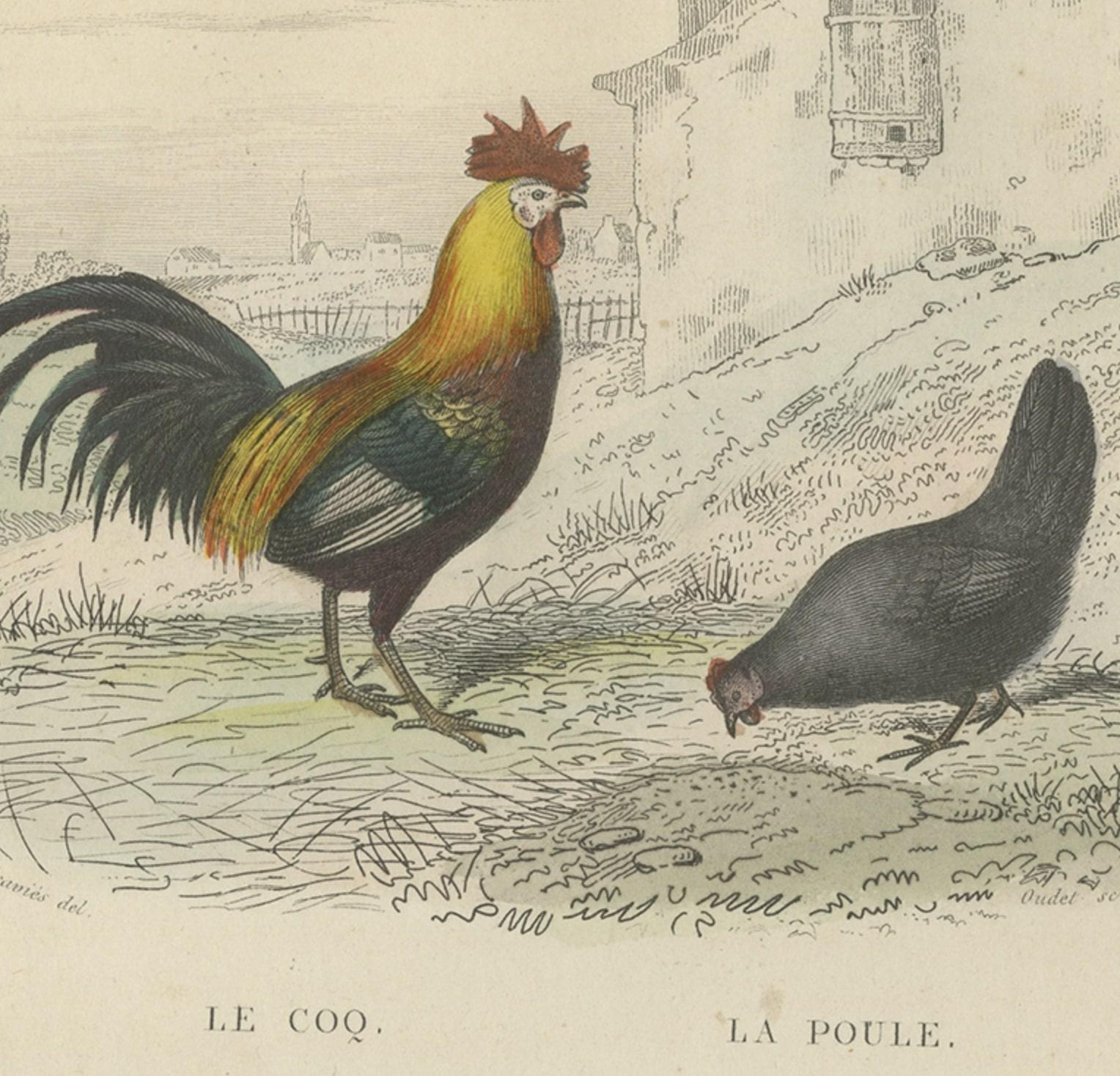 XIXe siècle Gravure ancienne d'un coq, d'une poule, d'une dinde et d'une pintade, 1841 en vente