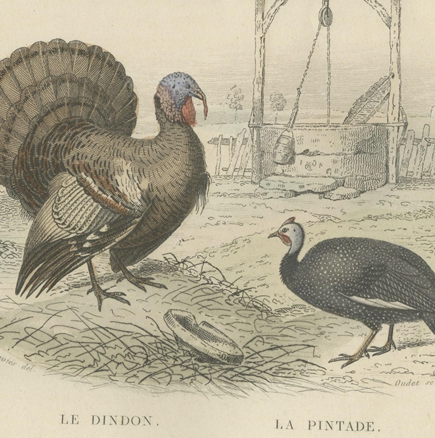 Papier Gravure ancienne d'un coq, d'une poule, d'une dinde et d'une pintade, 1841 en vente