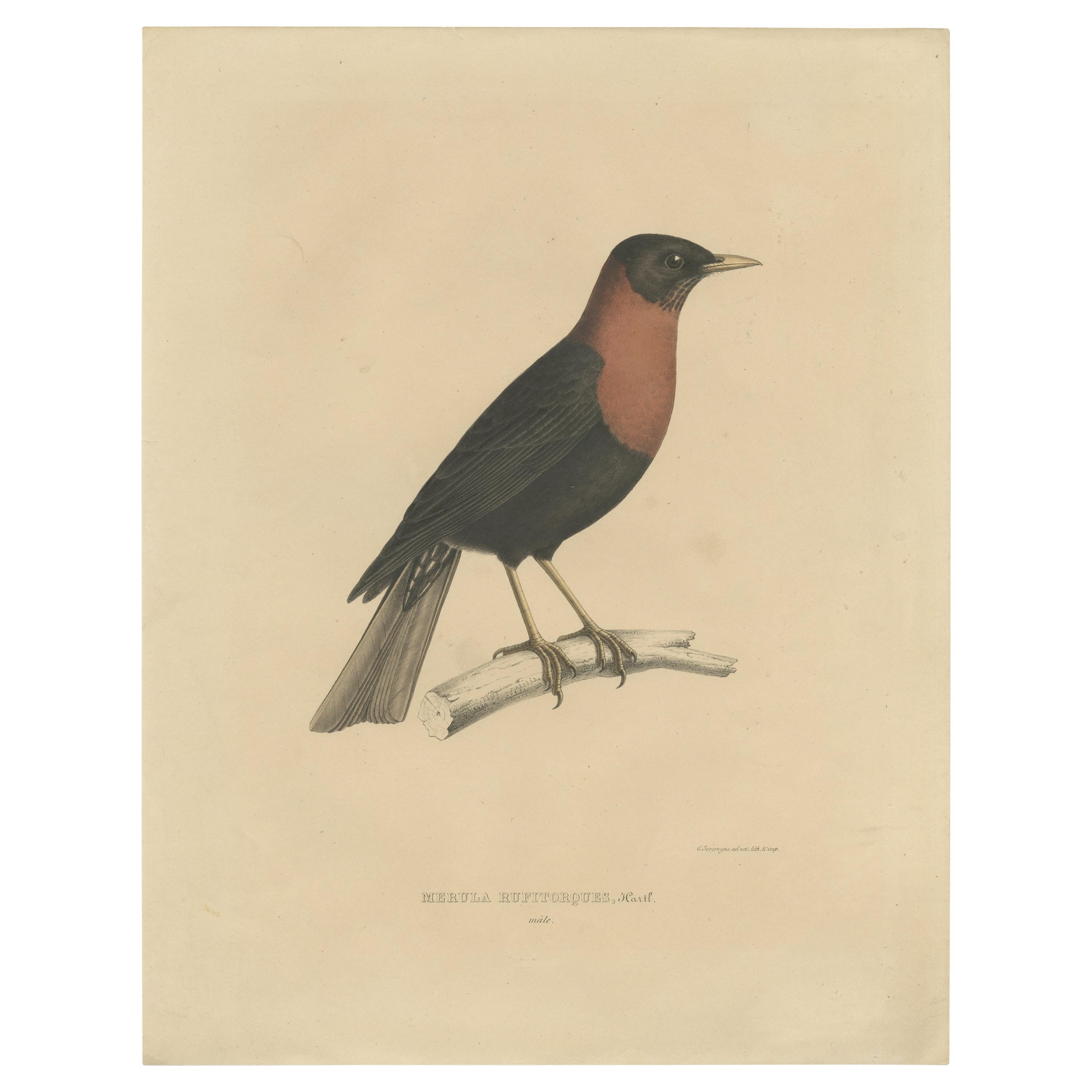 Antiker antiker Vogeldruck eines Rufens mit Kragen von Severeyns, um 1850