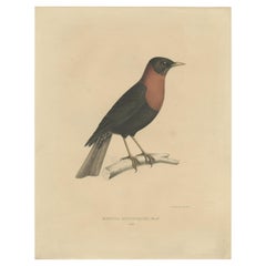 Antique Bird Print of a Rufous-Collared Thrush by Severeyns 'c.1850'