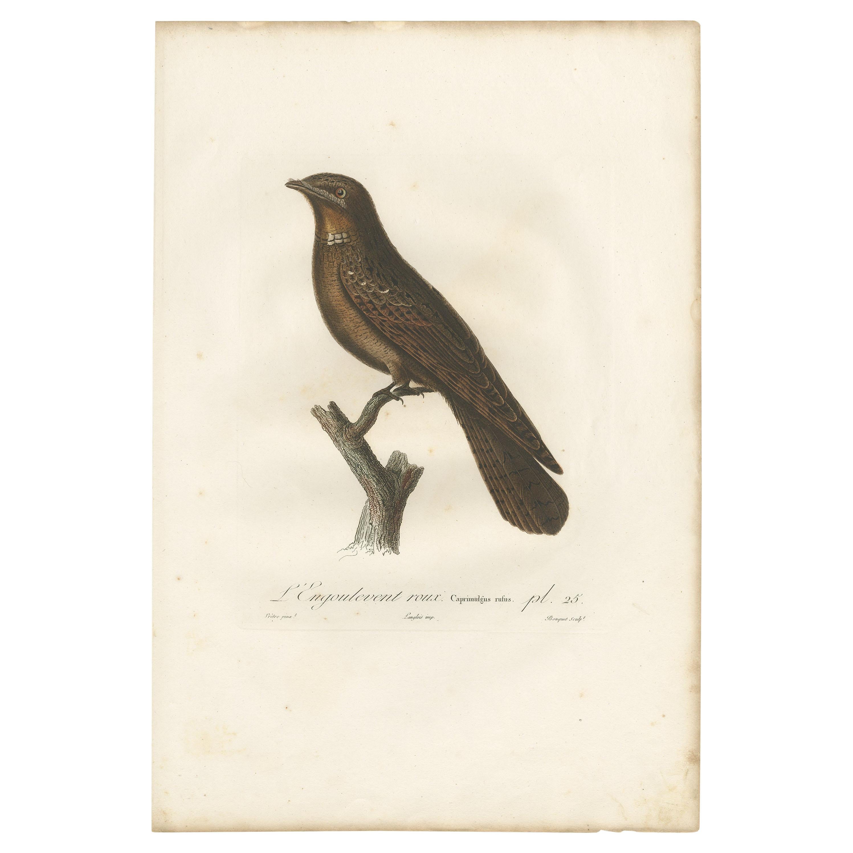 Antique Bird Print of a Rufous Nightjar by Vieillot '1807'