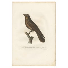 Antique Bird Print of a Rufous Nightjar by Vieillot '1807'