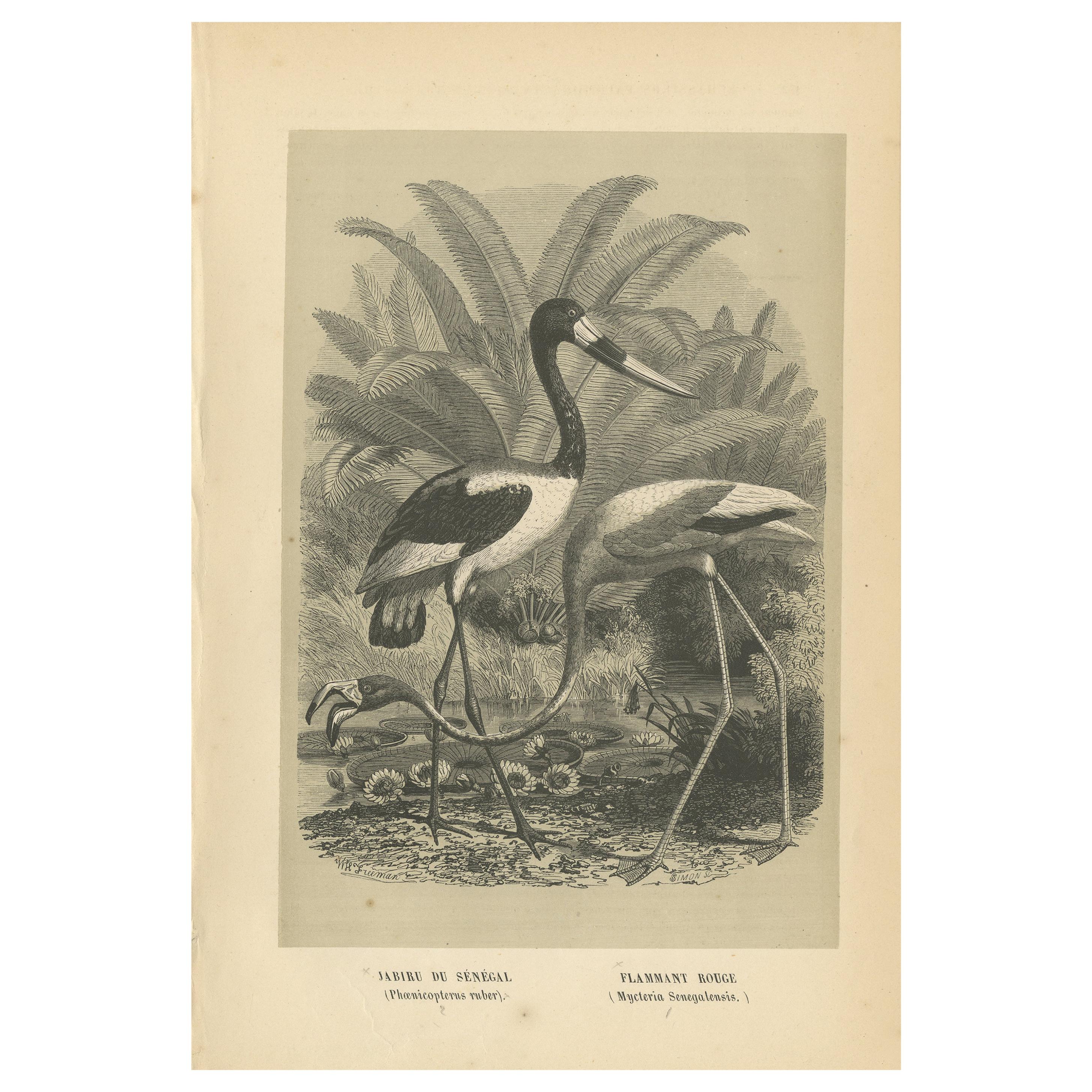 Antique Bird Print of a Saddle-Billed Stork and American Flamingo '1853' For Sale