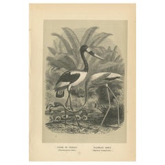 Impression ancienne d'oiseau d'un cerf en selle et d'un flamingo américain '1853'