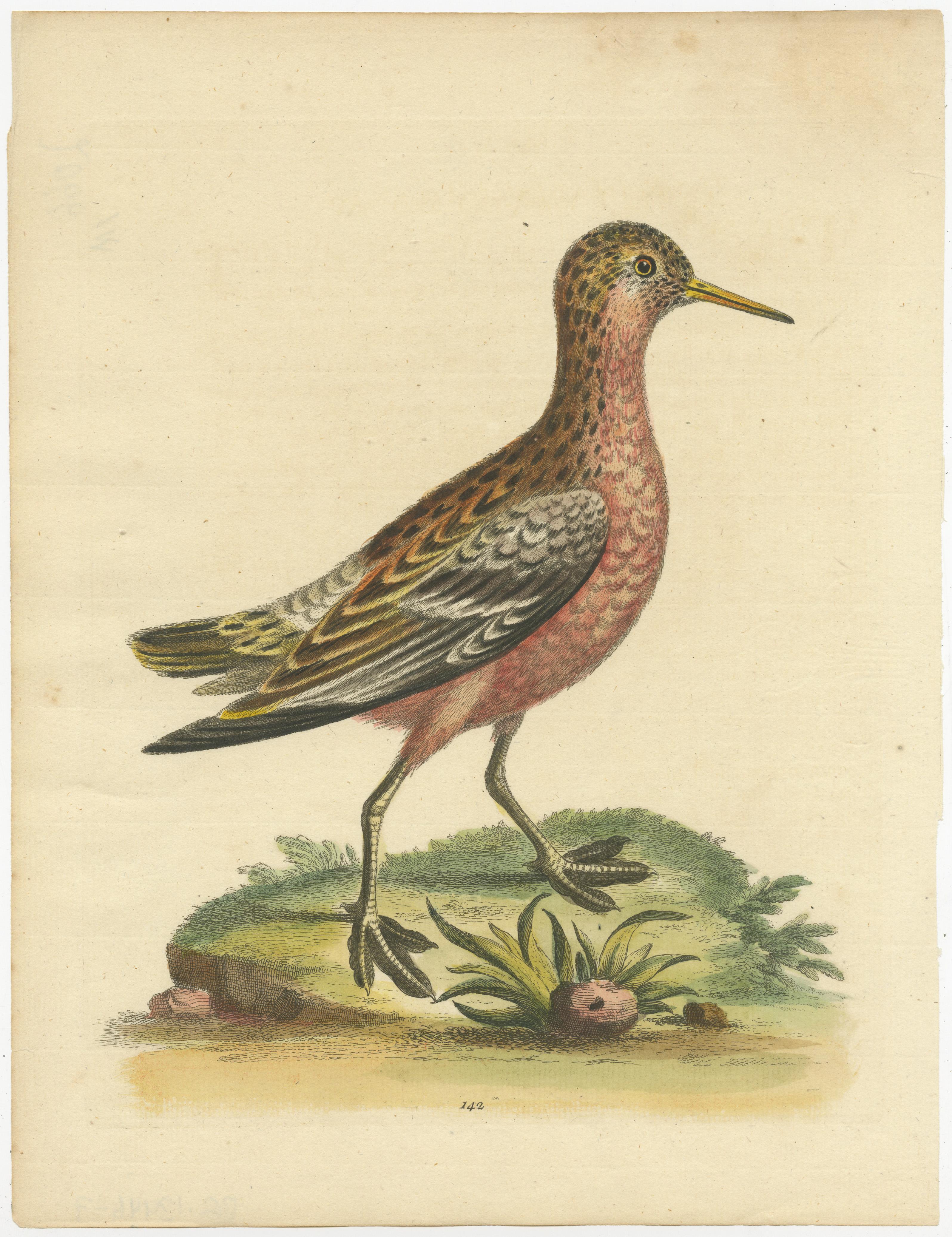 Gravure ancienne originale d'un bécasseau. Cette estampe est tirée de 'Natural History of Uncommon Birds' de George Edwards. Publié en 1743-51. 

George Edwards FRS (3 avril 1694 - 23 juillet 1773) était un naturaliste et ornithologue anglais, connu