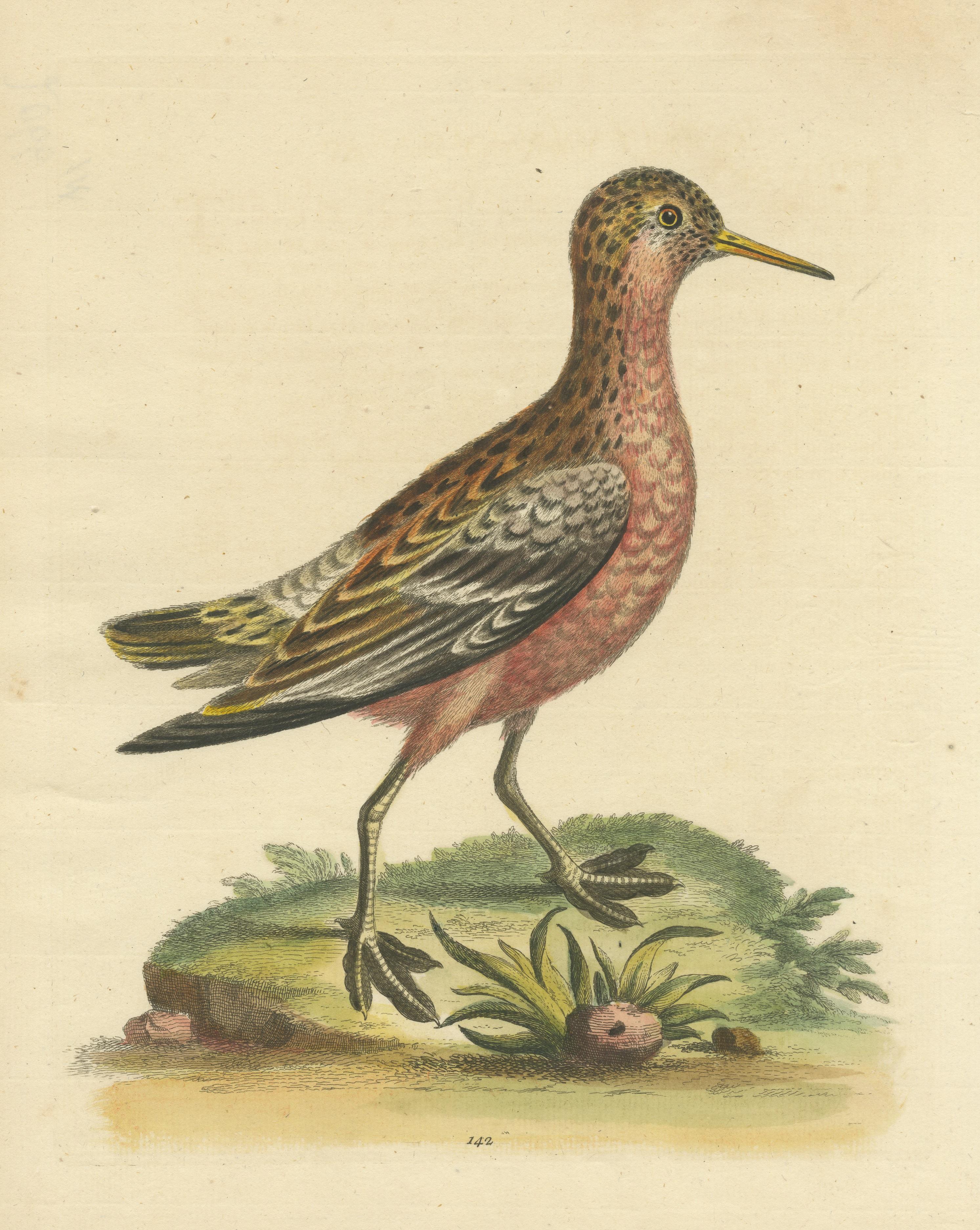 Antique Bird Print of a Sandpiper In Good Condition For Sale In Langweer, NL