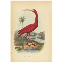 Antique Bird Print of a Scarlet Ibis '1853'