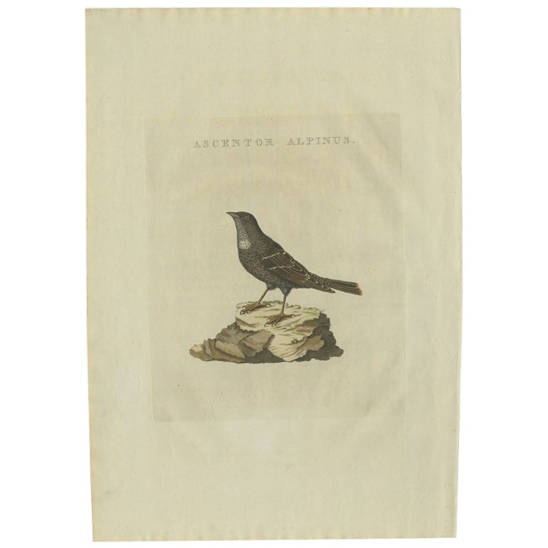 Antique Bird Print of a Small Alpine Bird by Sepp & Nozeman, 1829 For Sale