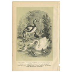 Impression ancienne d'oiseaux d'une oiseau ailée en Spur et autres oiseaux par Le Maout, 1853