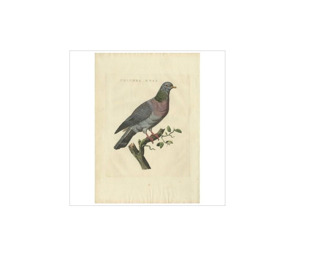 Antique print titled 'Columba Aenas'. The stock dove (Columba oenas) is a species of bird in the family Columbidae, the doves and pigeons.

This print originates from 'Nederlandsche Vogelen; volgens hunne huisdouding, aert, en eigenschappen