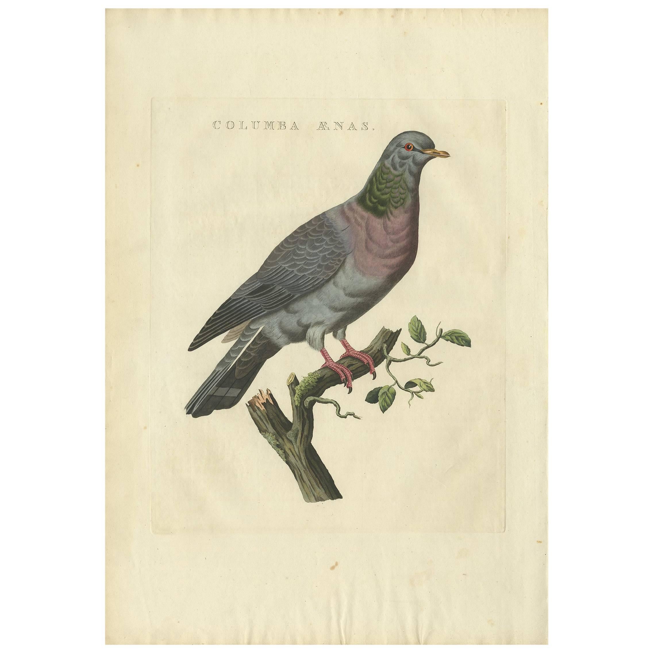 Antiker antiker Vogeldruck einer Lagertaube von Sepp & Nozeman, 1829