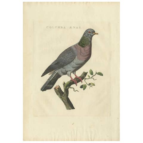 Stock Dove – Columba Oenas – Nozeman & Sepp Antique Bird Print, c.1829