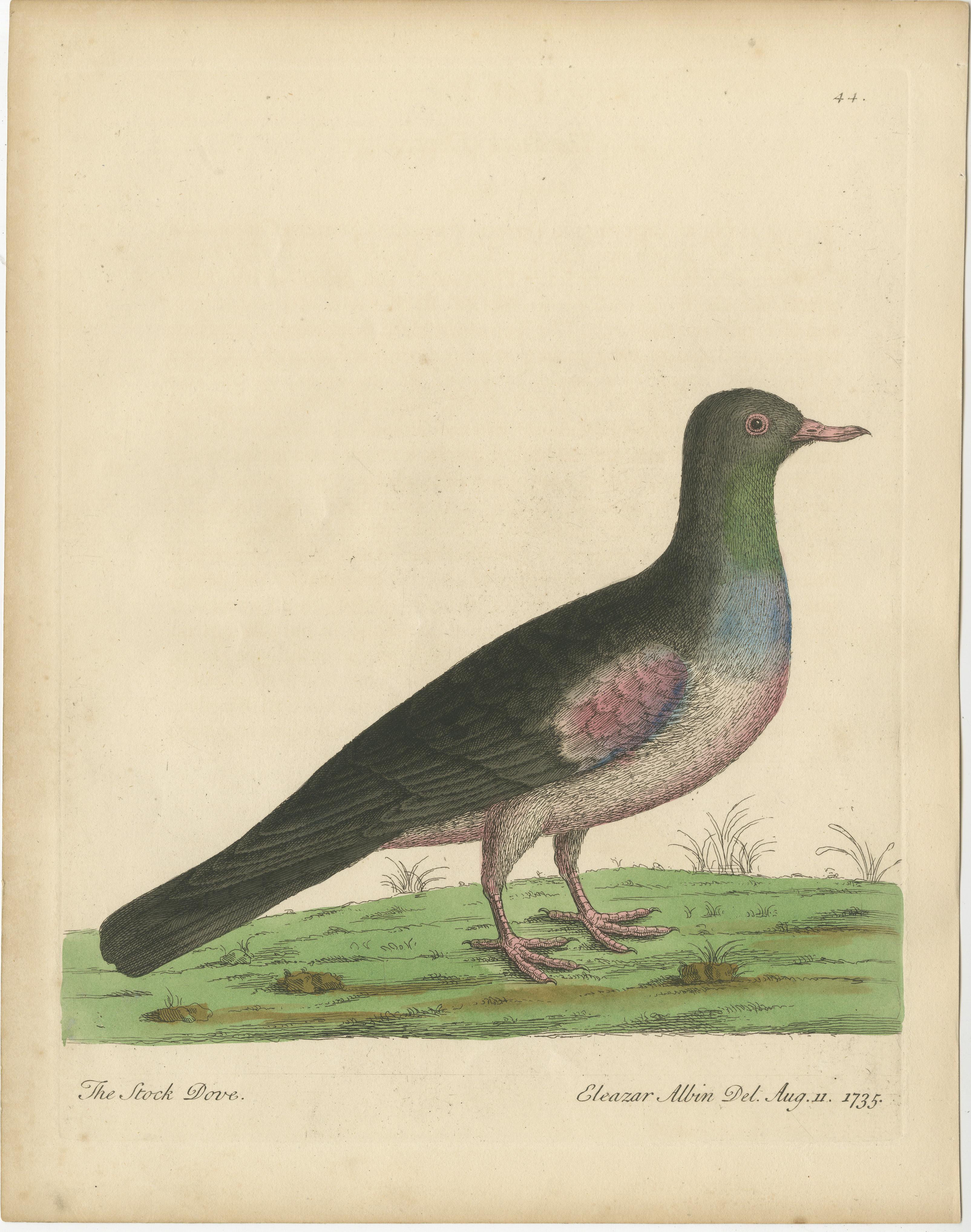 Antique bird print titled 'The Stock Dove'. Original antique print of a stock dove or stock pigeon. This print originates from 'A Supplement to the Natural History of Birds illustrated with an Hundred and One Copper Plates (..)' by Eleazar Albin.