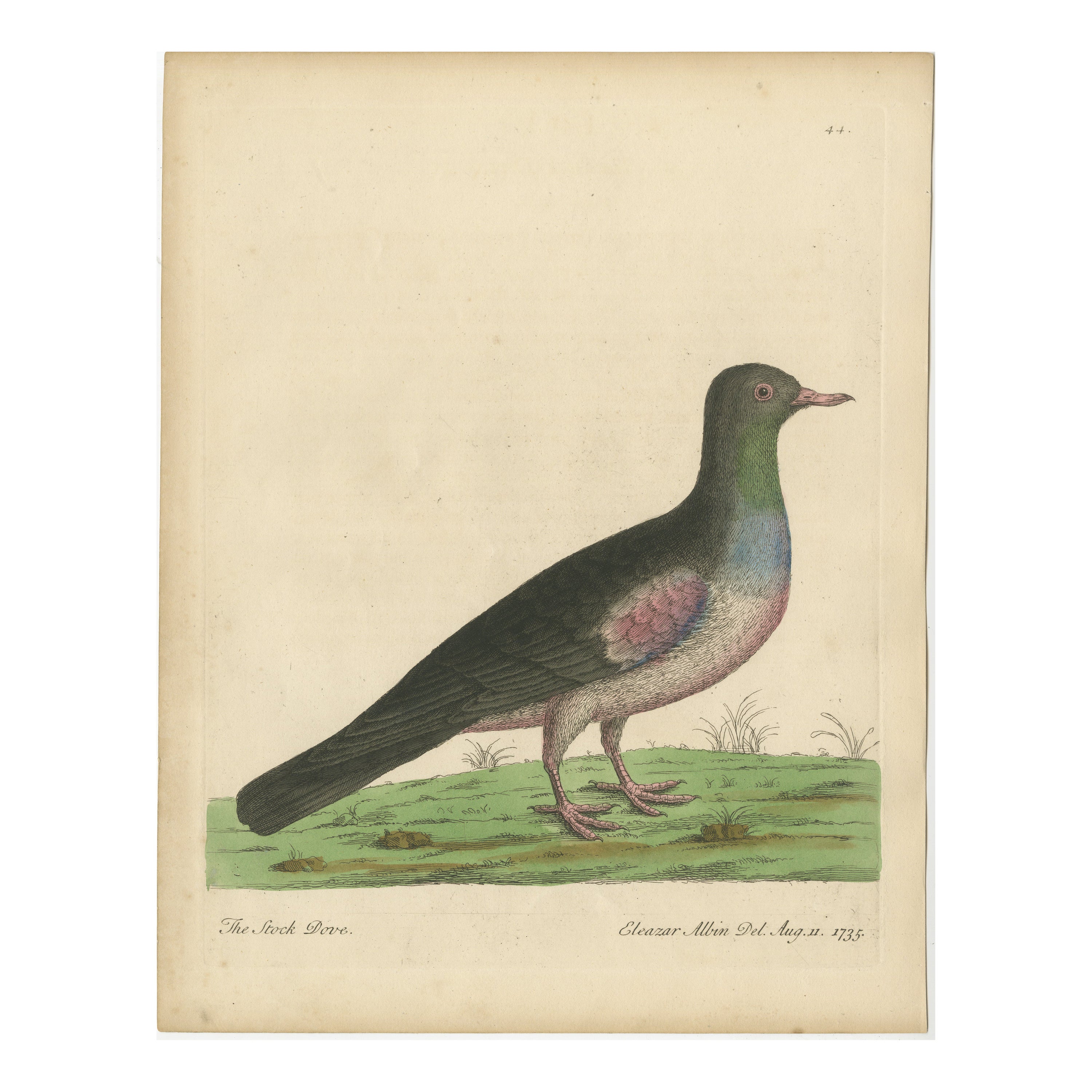 Antike Vogel Druck eines Stock Taube oder Stock Taube