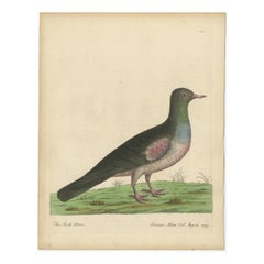 Antike Vogel Druck eines Stock Taube oder Stock Taube