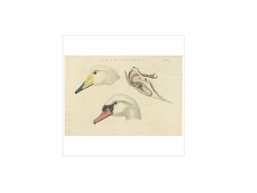 Antique print titled 'Anas Cygnus Tab. II'. Swans are birds of the family Anatidae within the genus Cygnus. The swans' close relatives include the geese and ducks. Swans are grouped with the closely related geese in the subfamily Anserinae where