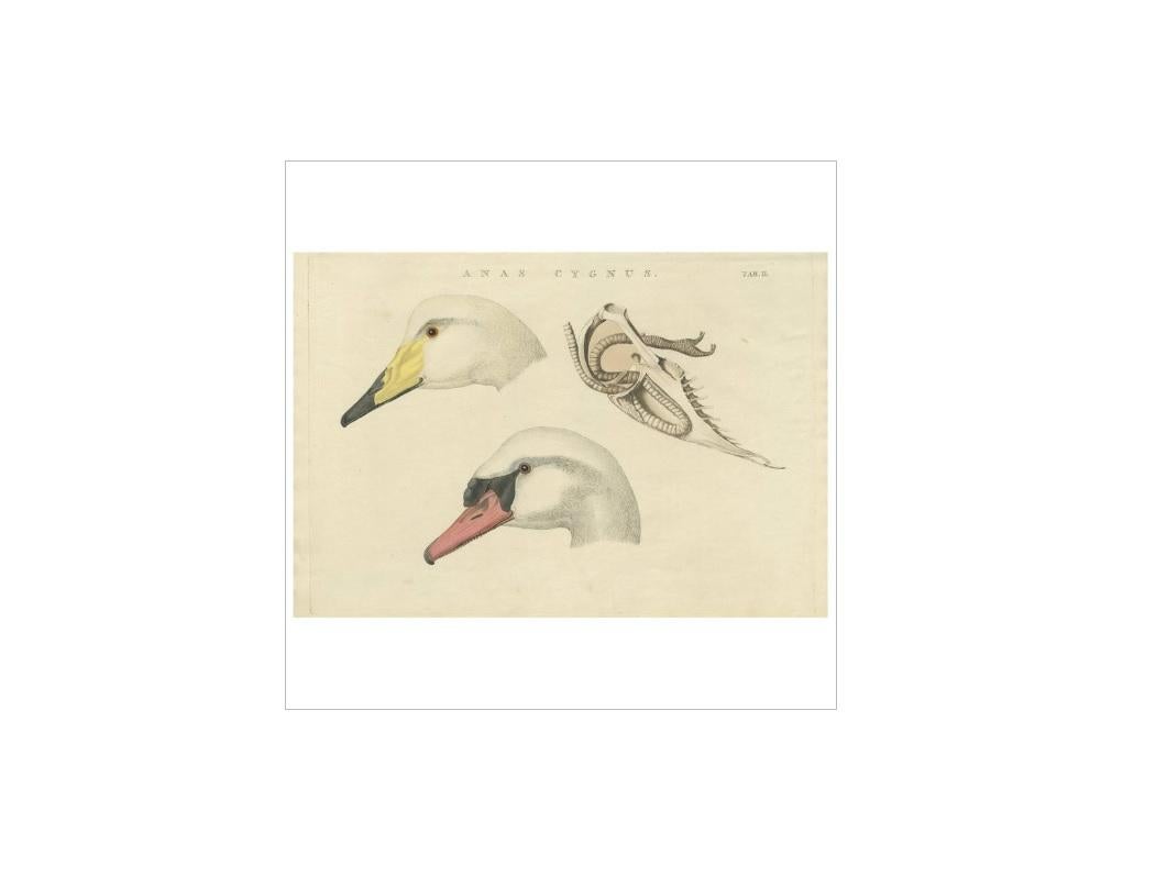 Antiker Vogeldruck eines Schwans „Tab. II“ von Sepp & Nozeman, 1829 im Zustand „Gut“ im Angebot in Langweer, NL