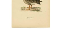 Antiker Vogeldruck einer Taigagans 'Anser Fabalis', 1917